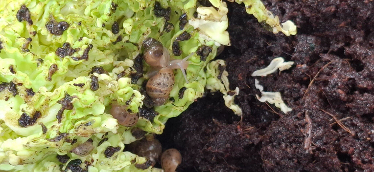 Baby giant african land snails