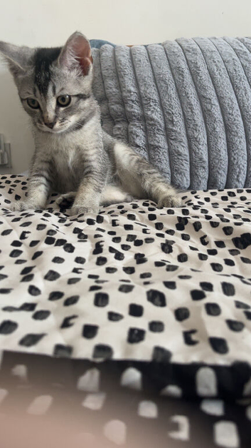 Ragdoll X British Short hair