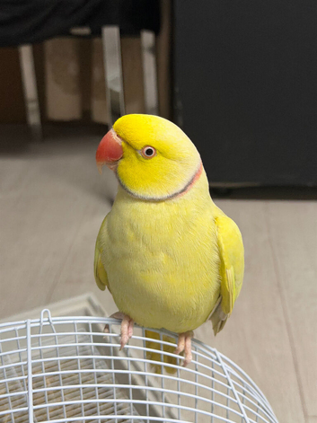 Beautiful Male Ringnecks