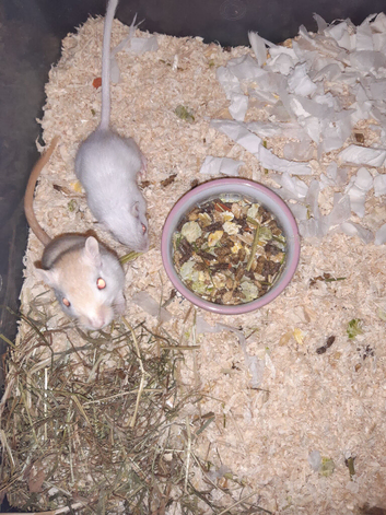 Super friendly gerbils from hobby breeder