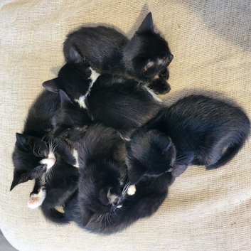 Kittens ready for forever home