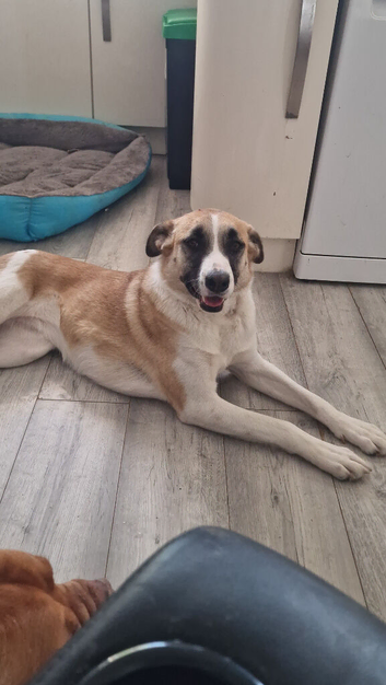 Ruby collie cross