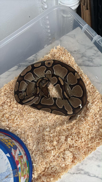 Female ball python