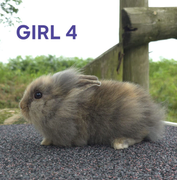 Lionhead bunnies ready now