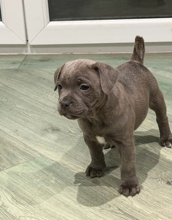 Staffordshire Bull Terrier Puppy (Male) &ndash; 7 Weeks Old.