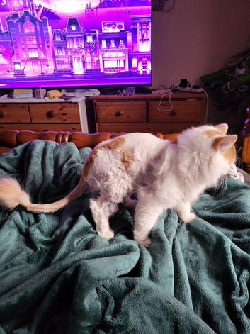 3 1 yr old kittens for sale