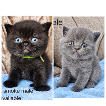 British shorthair kittens