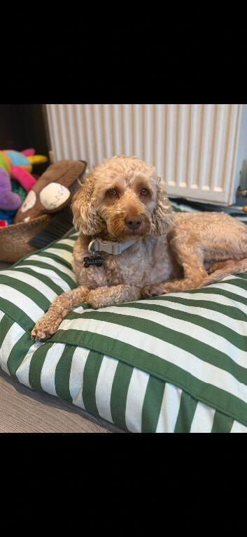 3 year old cockapoo male