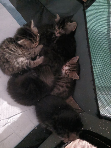 6 kittens