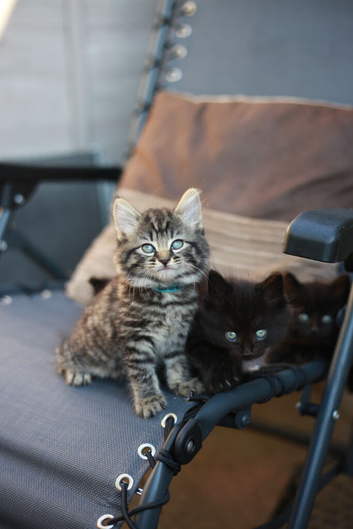 Fluffy Adorable Kittens