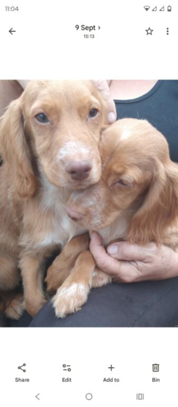 Cocker spaniel fully vaccinated pups one boy one girl