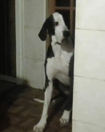 great dane for sale