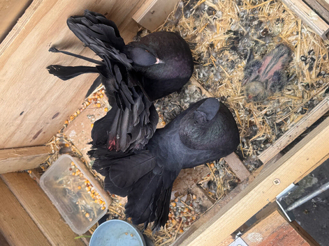 Fan tail breeding pair & 2 babies