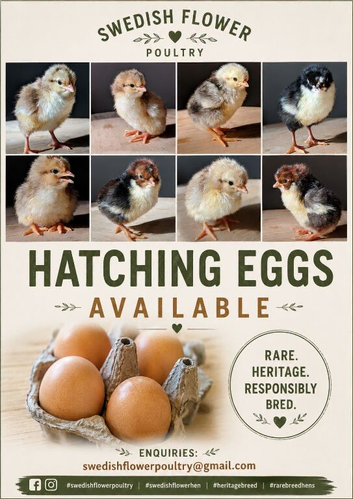 Rare Breed SWEDISH FLOWER HEN HATCHING EGGS - AVAILABLE FROM FRIDAY 17th JULY 2026