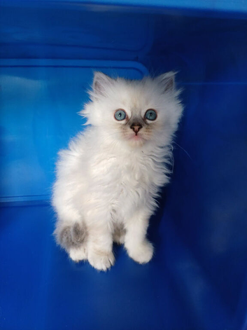 3 Ragdoll kittens for sale