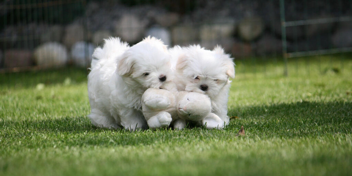 Meet this adorable little Maltese puppies!