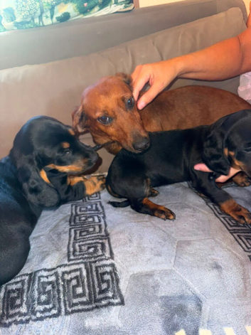 6 beautiful puppies nine weeks old each one has their own personality