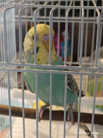Available Still 4 x Baby Budgies different colours over 7 weeks old now &pound;30 each or buy 2 for &pound;55