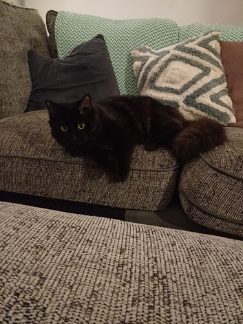 Maine coon x Norwegian Forest