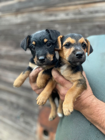 Beautiful 3/4 jack russell puppies