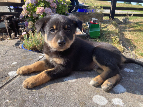 Kelpie x Collie Pups For Sale - Farm Bred & Reared