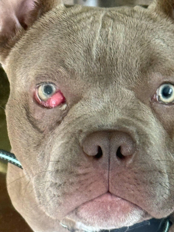 Bleu 2YO Female
