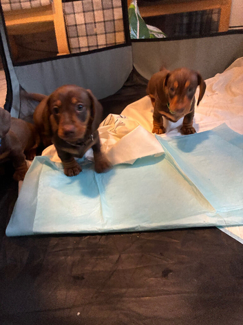 Miniature Dachshund