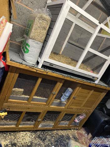 4 male guinea pigs