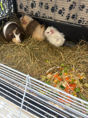 Ginuiea pigs