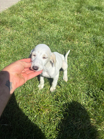Saluki greyhound