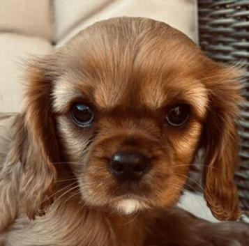 Kennel Club registered ruby Cavalier King Charles spaniel BOY puppies available.  Parents both health tested.