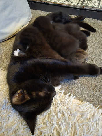 1 black male kitten left for sale