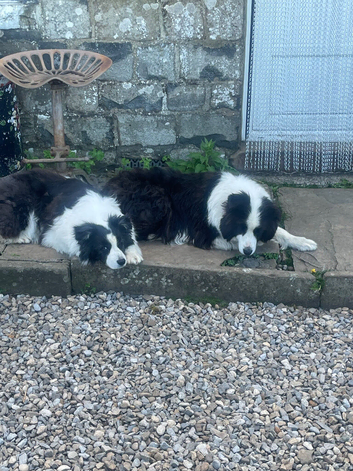 Border collies  brothers long hair black / white