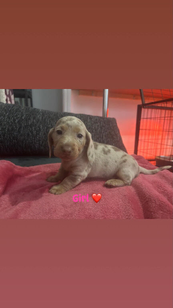 Beautifull mini dachshund