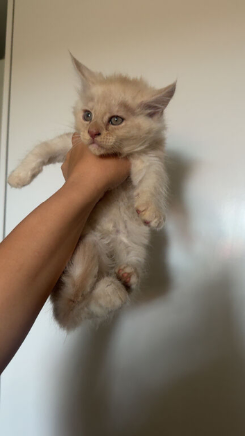 2 boy maine coons left!!