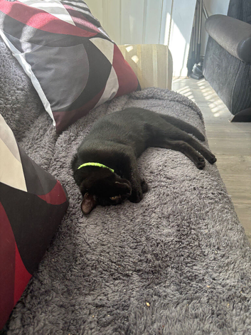 This is &lsquo;Arlo&rsquo;