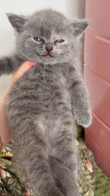 2 male BSH kittens