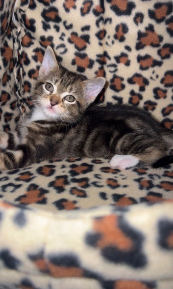 Kittens