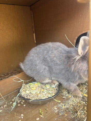 Rabbit