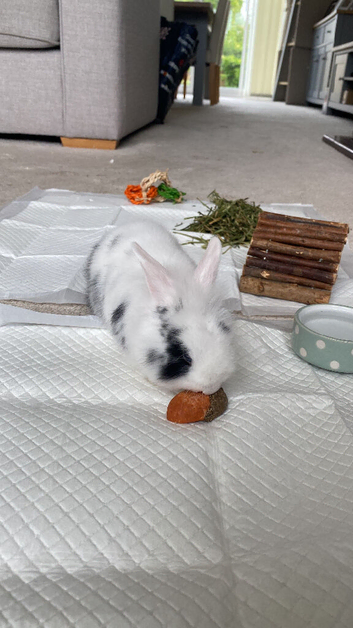 5month old female