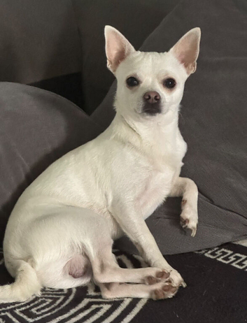 Chihuahua dog