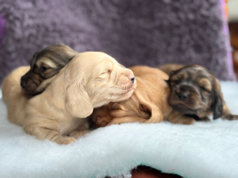 ️longhaired cream dachshund️