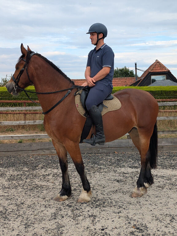 15.3 Welsh Section D Gelding