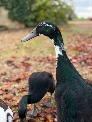 Hand reared tame Indian runner ducks