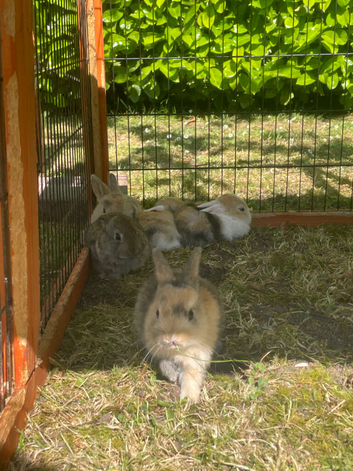 4 baby bunnies for sale