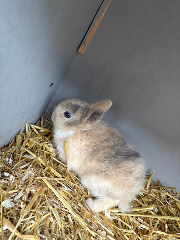 3 baby dwarf rabbits