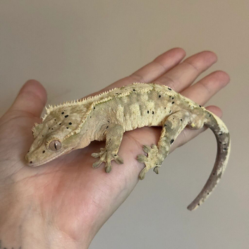 Brindlequin with dal spots male crested gecko