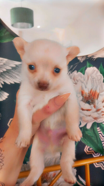 Chihuahua available to leave 10th June