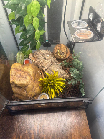 Gecko & tank