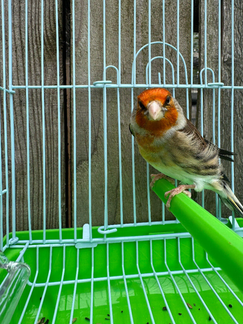 Goldfinch mule